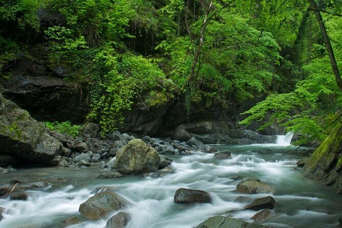 Lagodekhi - A day hiking from Tbilisi - Your Guide Matters: English Support and Forest-Smart Pacing