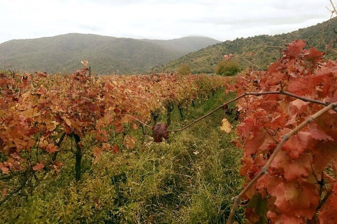 Private Tour to Mtskheta and Georgian Wine Tasting from Tbilisi - Svetitskhoveli Cathedral and Samtavro Monastery: the faith stops with real texture