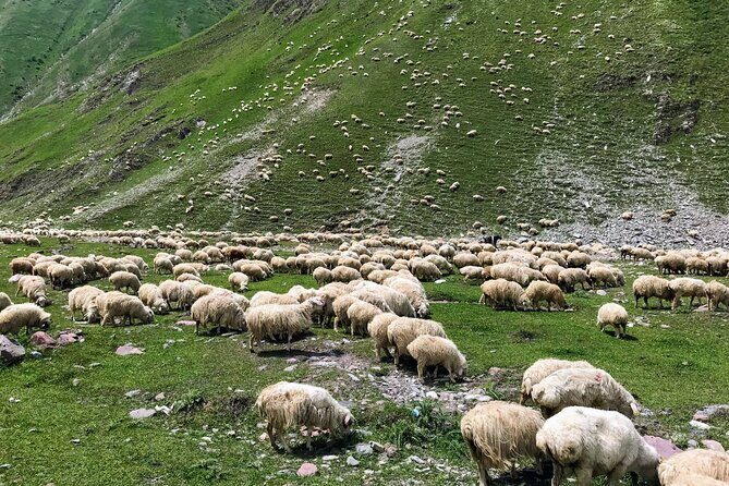 Wild Georgia 4WD PACK Adventure through Kakheti and Kazbegi 2in1 - Price and what you are really paying for at $119
